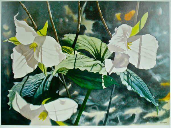 trillium - by noreen jordan